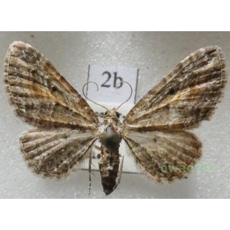 Eupithecia icterata (de Villers, 1789) Czech2b